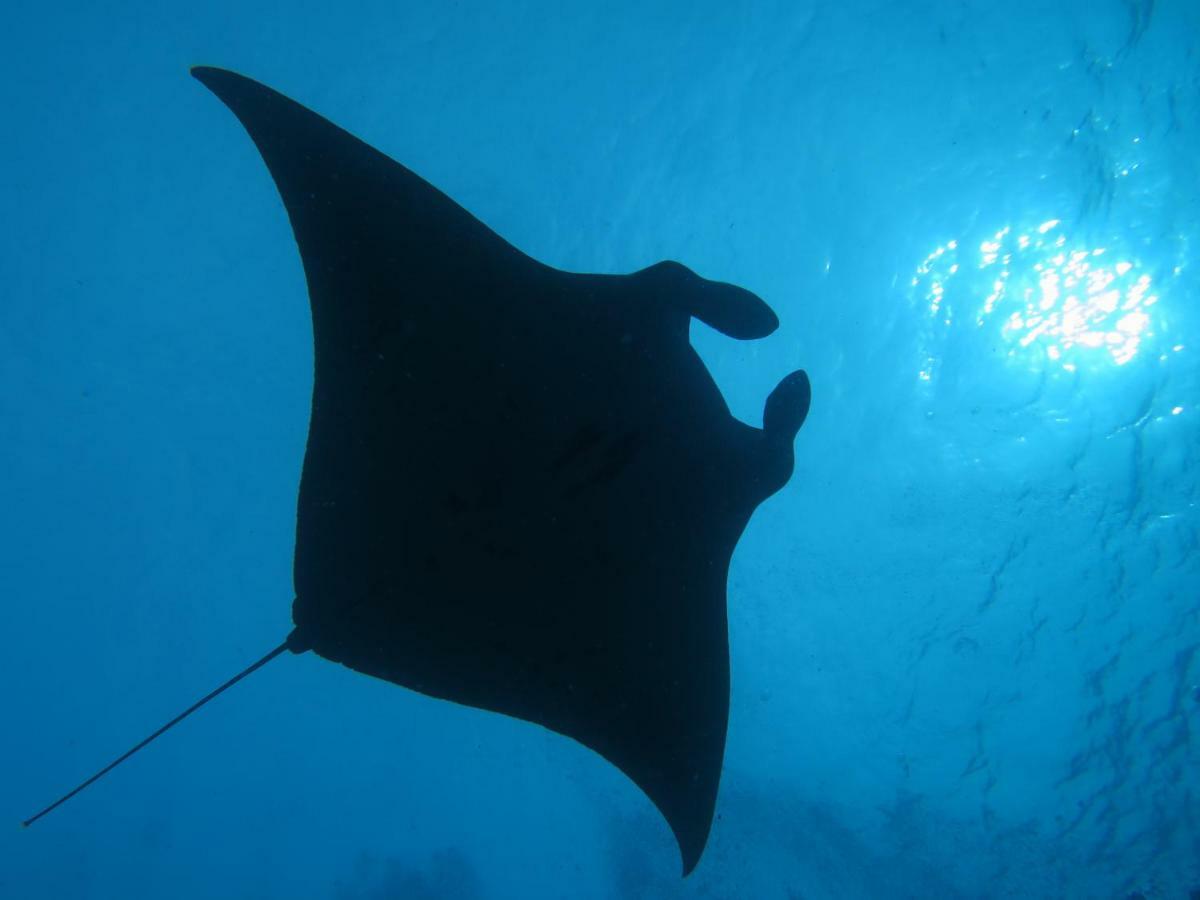 Hotel South Ari Dive Center Dhangethi Exterior foto